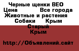 Черные щенки ВЕО › Цена ­ 5 000 - Все города Животные и растения » Собаки   . Крым,Старый Крым